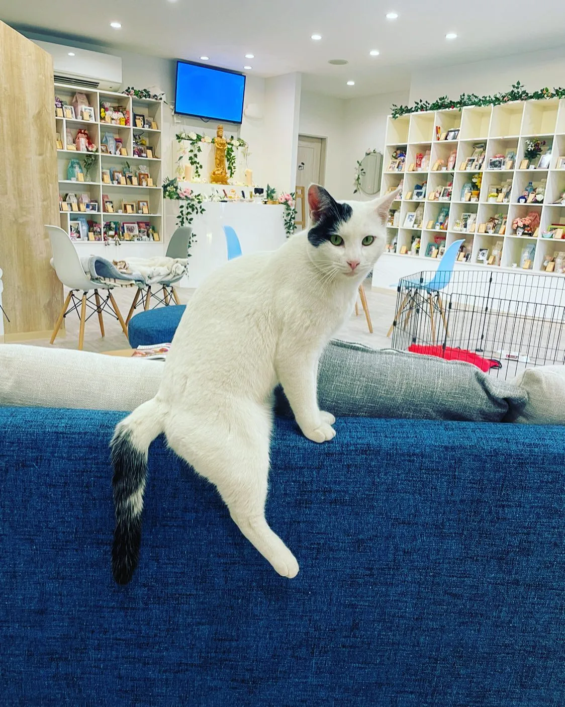 動物スタッフ